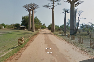 El lugar más fácil de África para ver baobabs es a lo largo de la Avenida de los Baobabs.